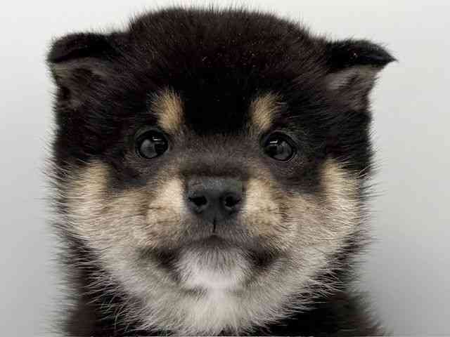 大阪府の柴犬(標準サイズ) (ひごペットフレンドリーららぽーとEXPOCITY店/2026年2月10日生まれ/男の子/黒)の子犬の1枚目の画像