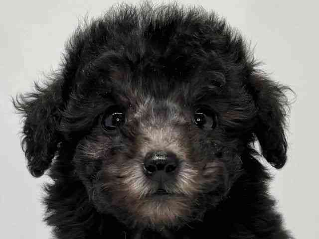 大阪府のトイプードル(トイ) (ひごペットフレンドリーセブンパーク天美店/2026年2月9日生まれ/女の子/シルバー)の子犬の1枚目の画像