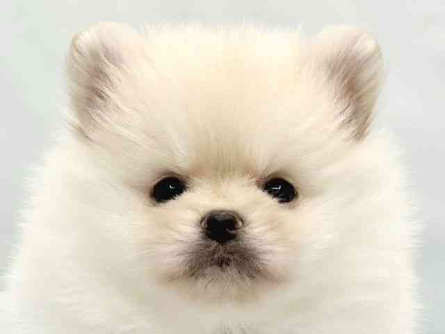 大阪府のポメラニアン (ひごペットフレンドリーイトーヨーカドー津久野店/2026年2月6日生まれ/男の子/クリーム)の子犬