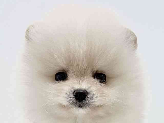 奈良県のポメラニアン (ひごペットフレンドリーイオンモール橿原ウエスト・ビレッジ店/2026年2月6日生まれ/男の子/クリーム)の子犬の1枚目の画像