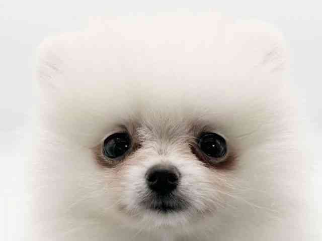 京都府のポメラニアン (ひごペットフレンドリーイオンモール高の原店/2026年2月6日生まれ/男の子/ホワイト)の子犬の1枚目の画像