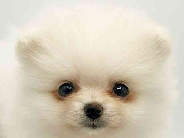 大阪府のポメラニアン (ひごペットフレンドリーみのおキューズモール店/2026年2月6日生まれ/男の子/ホワイト)の子犬の1枚目の画像