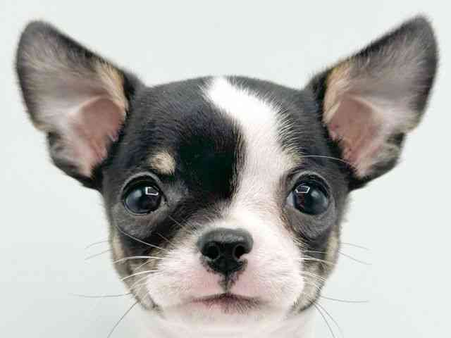 京都府のチワワ(スムース) (ひごペットフレンドリーイオンモール高の原店/2026年2月7日生まれ/男の子/ホワイトブラックタン)の子犬の1枚目の画像