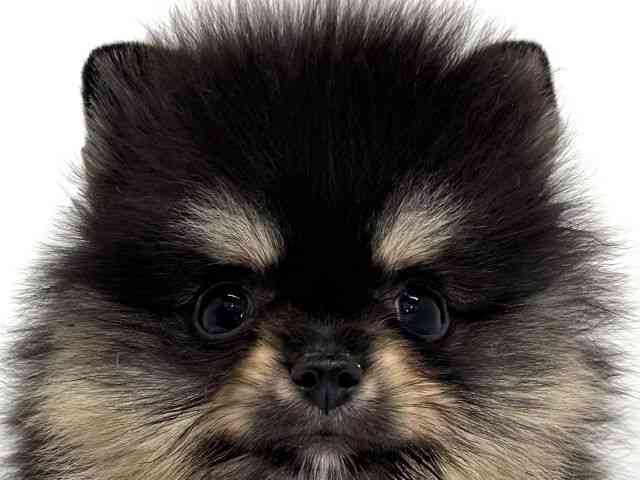 大阪府のポメラニアン (ひごペットフレンドリーくずはモール店/2026年2月9日生まれ/女の子/ブラックタンホワイト)の子犬