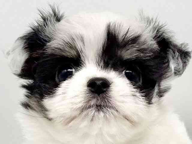 大阪府のチワマル/マルチワ(チワワ×マルチーズ) (ひごペットフレンドリーイオンタウン豊中庄内店/2026年2月10日生まれ/男の子/ホワイトブラック)の子犬