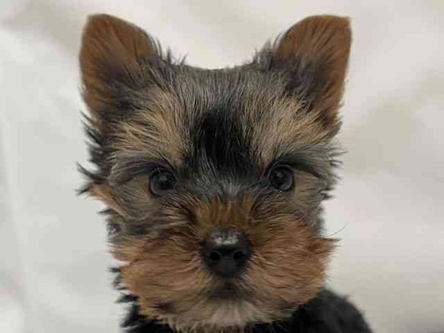 和歌山県のヨークシャーテリア (ひごペットフレンドリーパームシティ和歌山店/2026年2月7日生まれ/男の子/スチールブルータン)の子犬の1枚目の画像