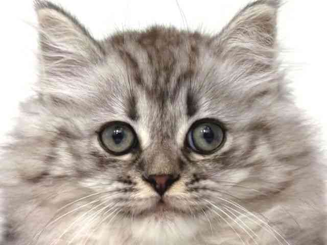 大阪府のミヌエット (ひごペットフレンドリー岸和田店/2026年1月18日生まれ/男の子/シルバータビー)の子猫の1枚目の画像