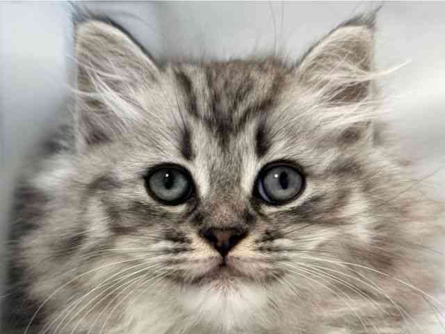 大阪府のミヌエット (ひごペットフレンドリー岸和田店/2026年1月18日生まれ/男の子/シルバータビー)の子猫