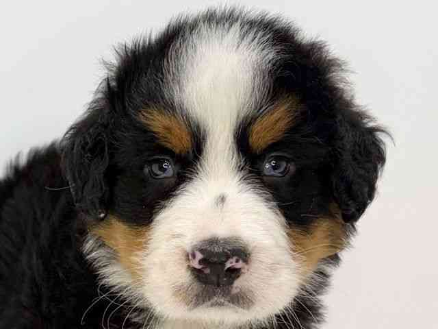 大阪府のバーニーズマウンテンドッグ (ひごペットフレンドリーいこらもーる泉佐野店/2026年2月7日生まれ/男の子/ブラックラストホワイト)の子犬の1枚目の画像
