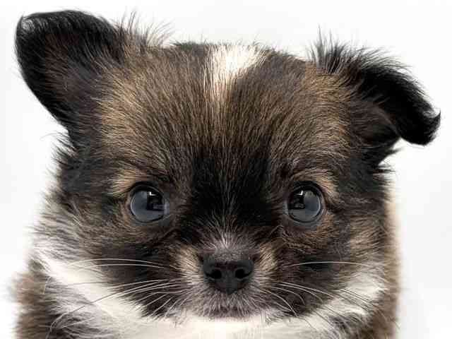 奈良県のチワワ(ロング) (ひごペットフレンドリー田原本店/2026年2月6日生まれ/男の子/フォーンホワイト)の子犬の1枚目の画像