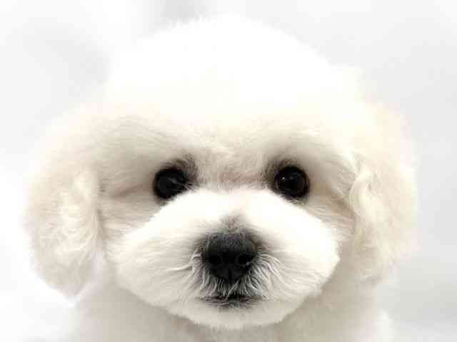 広島県のビションフリーゼ (ひごペットフレンドリーゆめタウン廿日市店/2026年2月8日生まれ/女の子/ホワイト)の子犬の1枚目の画像