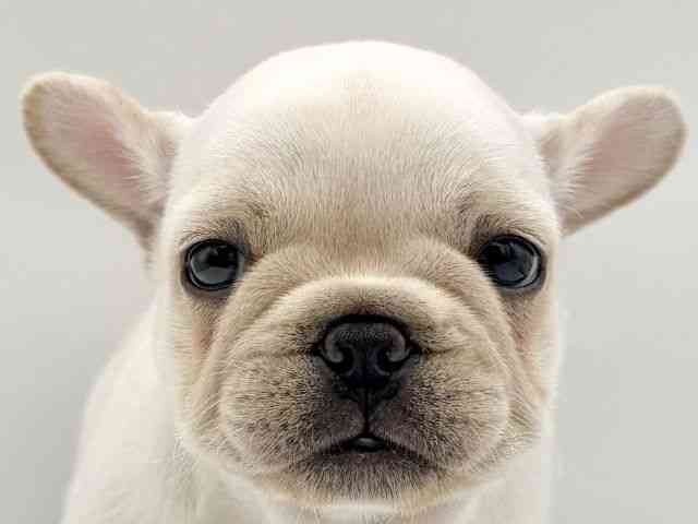 大阪府のフレンチブルドッグ (ひごペットフレンドリーららぽーとEXPOCITY店/2026年2月6日生まれ/女の子/クリーム)の子犬の1枚目の画像