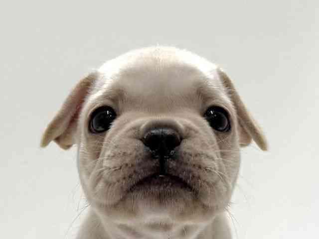 愛知県のフレンチブルドッグ (ひごペットフレンドリーららぽーと名古屋みなとアクルス店/2026年2月6日生まれ/女の子/クリーム)の子犬