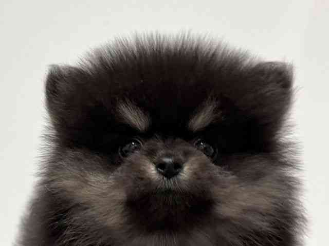 愛知県のポメラニアン (ひごペットフレンドリーららぽーと名古屋みなとアクルス店/2026年2月9日生まれ/男の子/ブラックタン)の子犬