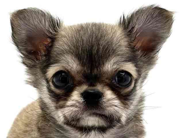 兵庫県のチワワ(ロング) (ひごペットフレンドリークラウンパーク伊丹店/2026年2月3日生まれ/男の子/レッドホワイト)の子犬の1枚目の画像