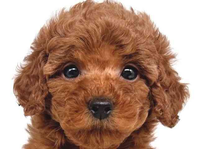 大阪府のトイプードル(トイ) (ひごペットフレンドリー瓜破店/2026年2月9日生まれ/女の子/レッド)の子犬