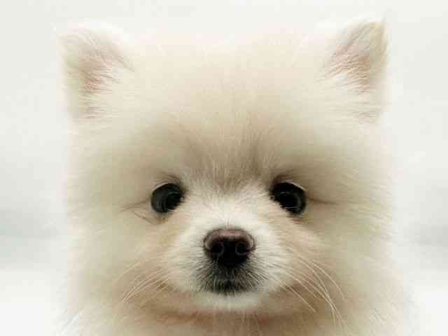 兵庫県のポメラニアン (ひごペットフレンドリーコロワ甲子園店/2026年2月3日生まれ/女の子/ホワイト)の子犬の1枚目の画像