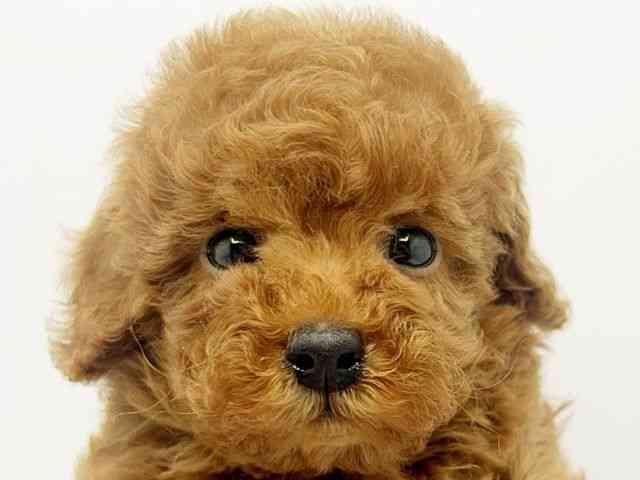 大阪府のトイプードル(トイ) (ひごペットフレンドリーみのおキューズモール店/2026年2月10日生まれ/女の子/レッド)の子犬の1枚目の画像