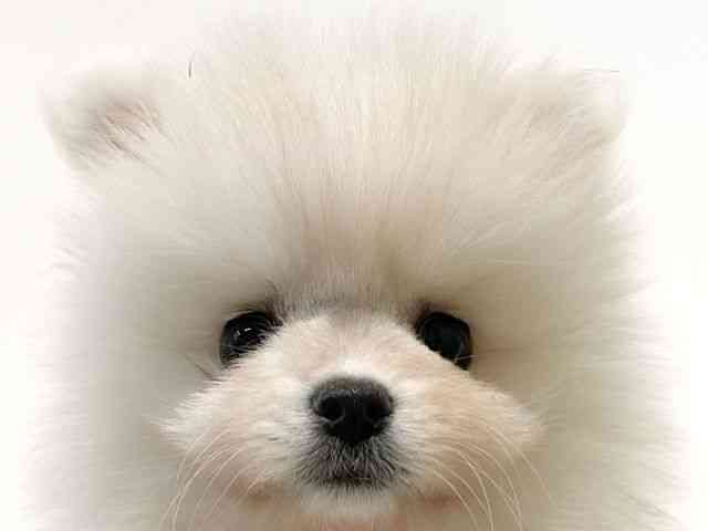 大阪府のポメラニアン (ひごペットフレンドリーイオン高槻店/2026年2月3日生まれ/女の子/ホワイト)の子犬の1枚目の画像