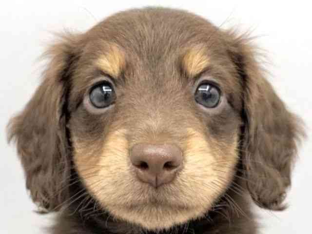 大阪府のミニチュアダックスフンド(ロング) (ひごペットフレンドリーららぽーとEXPOCITY店/2026年2月8日生まれ/女の子/チョコレートタン)の子犬の1枚目の画像