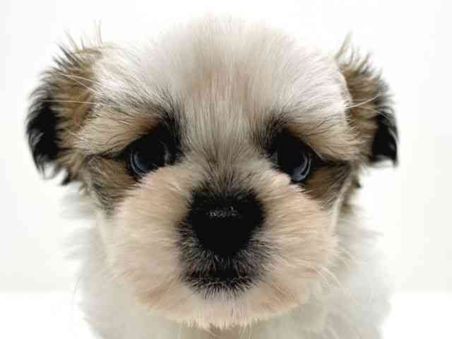 広島県のチワズー/チワシーズ(チワワ×シーズー) (ひごペットフレンドリーフジグラン神辺店/2026年2月9日生まれ/男の子/ホワイトレッド)の子犬の1枚目の画像