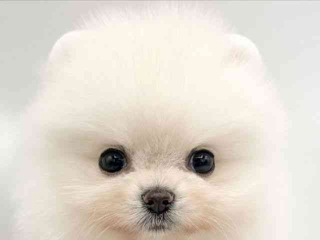 大阪府のポメラニアン (ひごペットフレンドリーららぽーとEXPOCITY店/2026年2月7日生まれ/女の子/ホワイト)の子犬の1枚目の画像