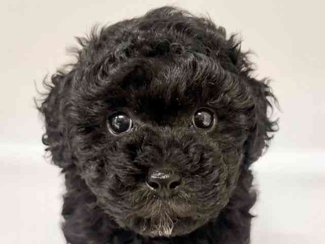 兵庫県のトイプードル(トイ) (ひごペットフレンドリーコロワ甲子園店/2026年2月9日生まれ/女の子/ブラック)の子犬の1枚目の画像