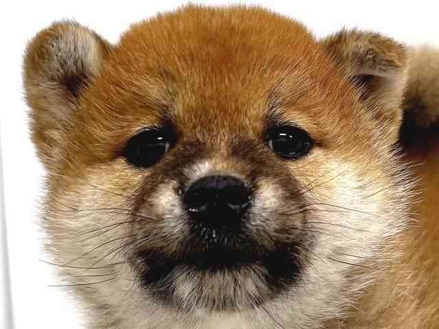 奈良県の柴犬(標準サイズ) (ひごペットフレンドリー奈良パワーシティ店/2026年2月8日生まれ/男の子/赤)の子犬