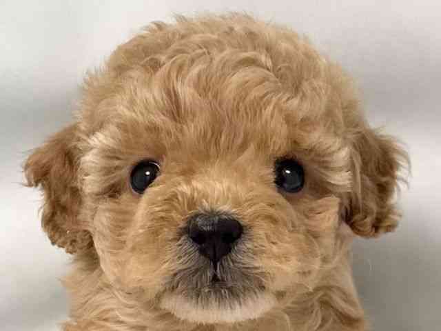 大阪府のトイプードル(トイ) (ひごペットフレンドリー堺プラットプラット店/2026年2月8日生まれ/女の子/アプリコット)の子犬の1枚目の画像