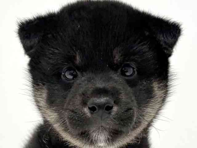 大阪府の柴犬(標準サイズ) (ひごペットフレンドリーイオン高槻店/2026年2月8日生まれ/男の子/黒)の子犬