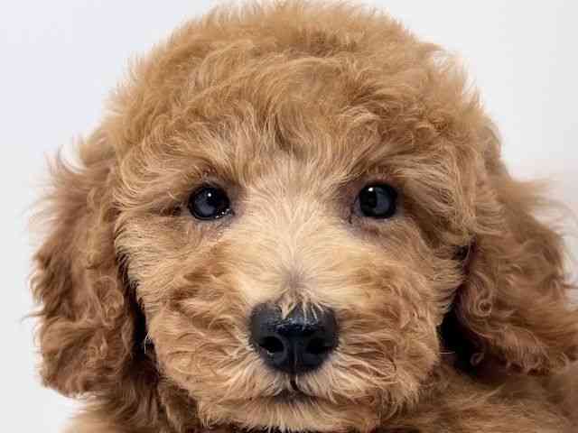 京都府のスタンダードプードル (ひごペットフレンドリーイズミヤショッピングセンター八幡店/2026年2月10日生まれ/男の子/レッド)の子犬の1枚目の画像