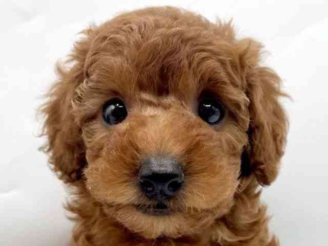 奈良県のトイプードル(トイ) (ひごペットフレンドリートナリエ大和高田店/2026年2月10日生まれ/女の子/レッドフォーン)の子犬の1枚目の画像