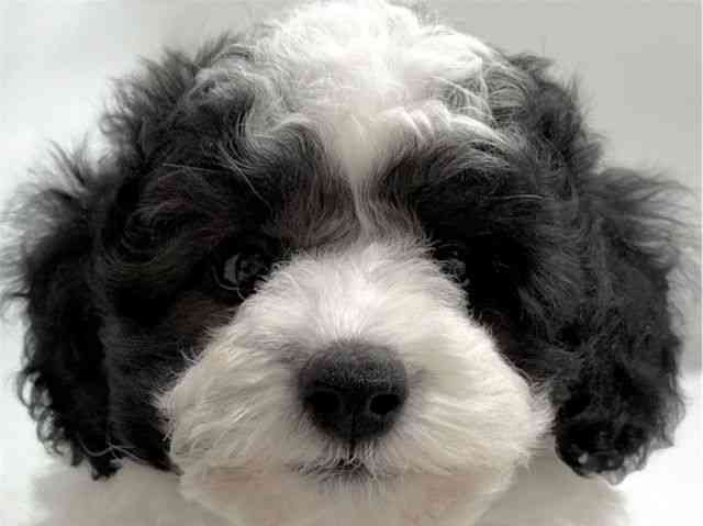 京都府のトイプードル(トイ) (ひごペットフレンドリー京都店/2026年2月8日生まれ/男の子/ホワイトブラック)の子犬の1枚目の画像