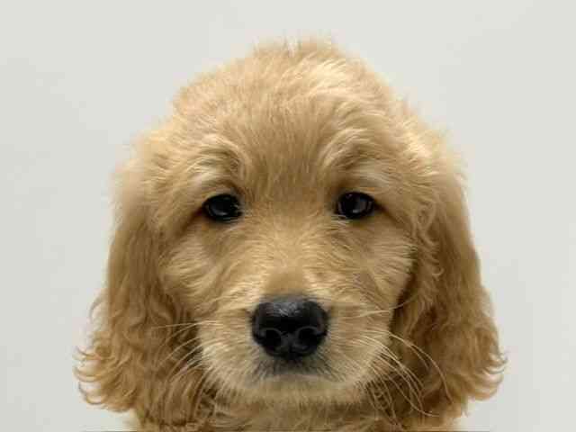 奈良県のゴールデンドゥードゥル(ゴールデン×プードル) (ひごペットフレンドリー田原本店/2026年2月9日生まれ/男の子/アプリコット)の子犬の1枚目の画像