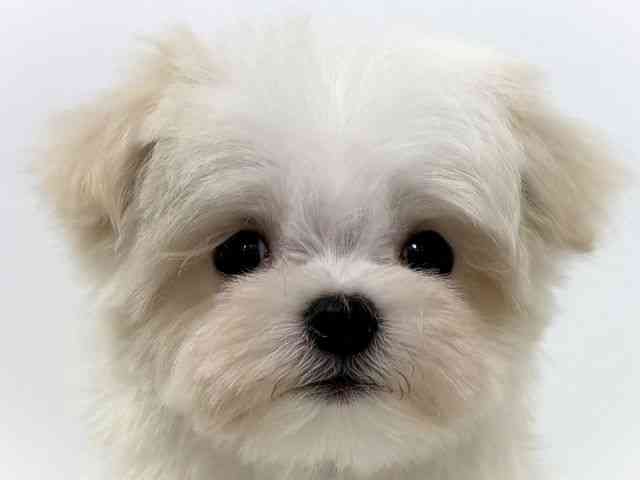 大阪府のマルチーズ (ひごペットフレンドリーベルファⅡ都島店/2026年2月11日生まれ/男の子/ホワイト)の子犬の1枚目の画像