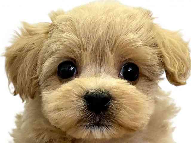 愛媛県のマルプー(マルチーズ×プードル) (ひごペットフレンドリーエミフルMASAKI店/2026年2月14日生まれ/男の子/アプリコット)の子犬の1枚目の画像