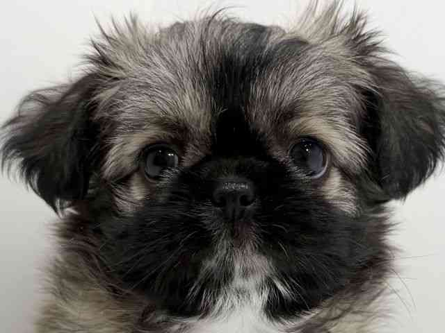 広島県のチワズー/チワシーズ(チワワ×シーズー) (ひごペットフレンドリーフジグラン神辺店/2026年2月13日生まれ/女の子/フォーン)の子犬の1枚目の画像