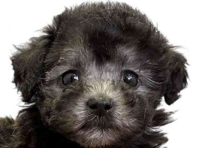 愛媛県のトイプードル(トイ) (ひごペットフレンドリーエミフルMASAKI店/2026年2月15日生まれ/女の子/シルバー)の子犬の1枚目の画像