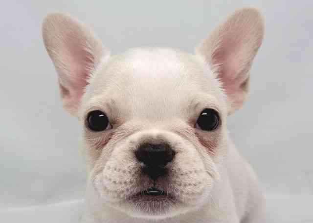 鳥取県のフレンチブルドッグ (ひごペットフレンドリーイオンモール鳥取北店/2026年2月13日生まれ/女の子/クリーム)の子犬の1枚目の画像