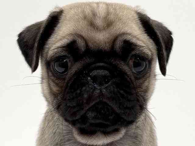 兵庫県のパグ (ひごペットフレンドリーブルメールHAT神戸店/2026年2月14日生まれ/男の子/フォーン)の子犬の1枚目の画像