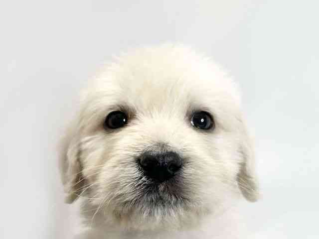 愛媛県のゴールデンドゥードゥル(ゴールデン×プードル) (ひごペットフレンドリーイオンモール今治新都市店/2026年2月15日生まれ/男の子/ゴールデン)の子犬の1枚目の画像