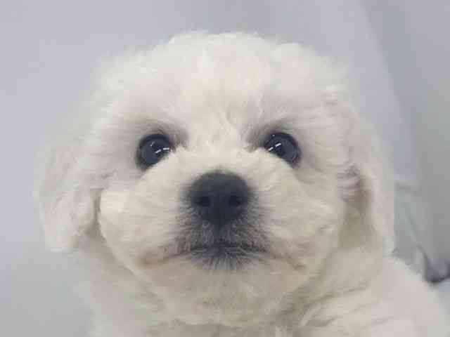 兵庫県のビションフリーゼ (ひごペットフレンドリーイオンタウン加古川店/2026年2月15日生まれ/男の子/ホワイト)の子犬の1枚目の画像