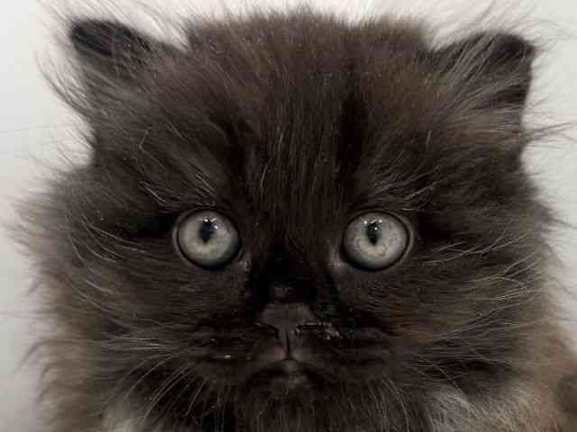 広島県のスコティッシュフォールド (ひごペットフレンドリーフジグラン神辺店/2026年2月14日生まれ/男の子/ブラック)の子猫の1枚目の画像