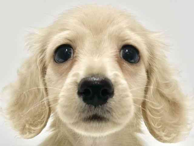 高知県のカニンヘンダックスフンド(ロング) (ひごペットフレンドリーイオンモール高知店/2026年2月15日生まれ/男の子/イエロー)の子犬の1枚目の画像