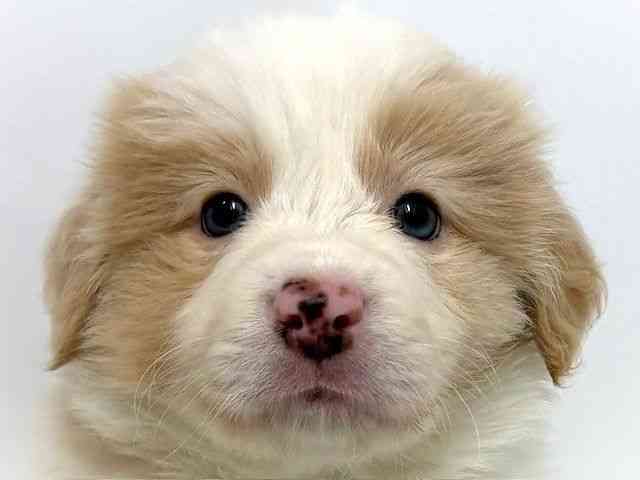 大阪府のボーダーコリー (ひごペットフレンドリーベルファⅡ都島店/2026年2月12日生まれ/男の子/レッドホワイト)の子犬の1枚目の画像