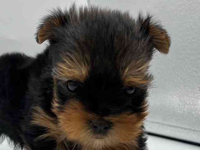 香川県のヨークシャーテリア (ひごペットフレンドリーゆめタウン高松店/2026年2月14日生まれ/女の子/スチールブルータン)の子犬