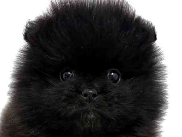 大阪府のポメラニアン (ひごペットフレンドリーベルファⅡ都島店/2026年2月14日生まれ/男の子/ブラックホワイト)の子犬の1枚目の画像