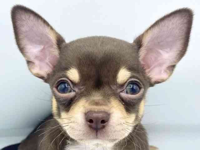 大阪府のチワワ(スムース) (ひごペットフレンドリーららぽーとEXPOCITY店/2026年2月14日生まれ/男の子/チョコレートタン)の子犬の1枚目の画像