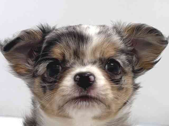 奈良県のチワワ(ロング) (ひごペットフレンドリー奈良パワーシティ店/2026年2月13日生まれ/男の子/ブルーマール)の子犬の1枚目の画像