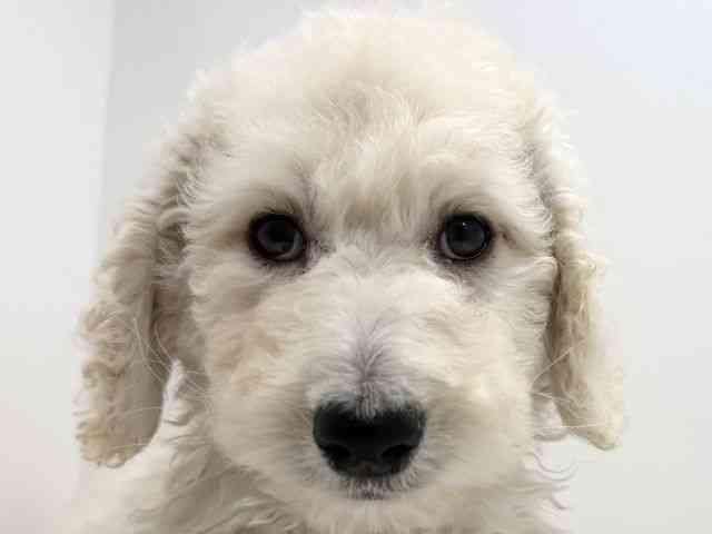 広島県のスタンダードプードル (ひごペットフレンドリーフジグラン神辺店/2026年2月14日生まれ/男の子/ペールフォーン)の子犬の1枚目の画像